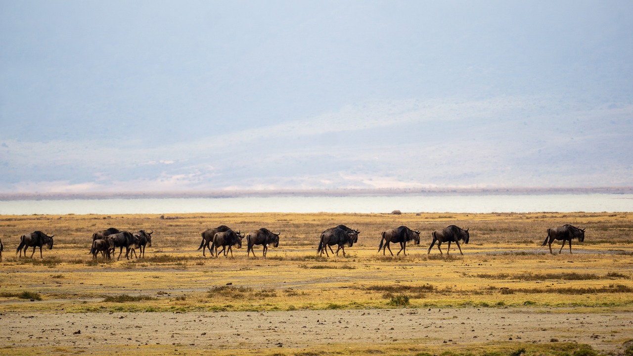 The Role of Climate Change in Fish Migration